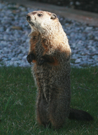 Woodchuck